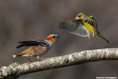 Coccothraustes coccothraustes (hawfinch-frosone) vs Carduelis chloris (greenfinch - verdone)