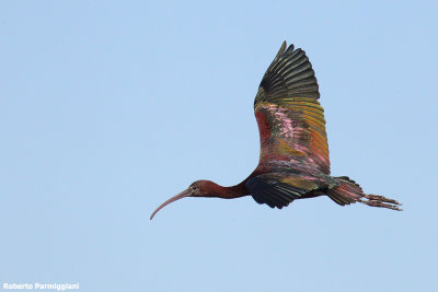 Plegadis falcinellus (glossy ibis - mignattaio)