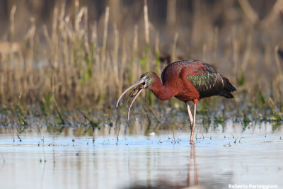 Plegadis falcinellus (glossy ibis - mignattaio)