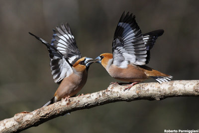 Coccothraustes coccothraustes (hawfinch-frosone)