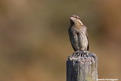 Jynx torquilla ( wryneck - torcicollo)