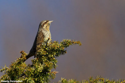 Jynx torquilla ( wryneck - torcicollo)