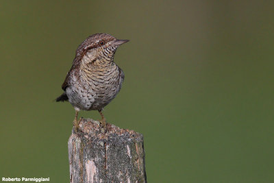 Jynx torquilla ( wryneck - torcicollo)