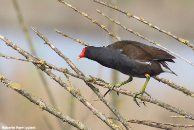 Gallinula chloropus (moorhen-gallinella d'acqua)