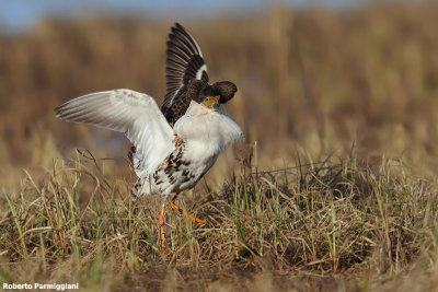 Philomachus pugnax (ruff - combattente)