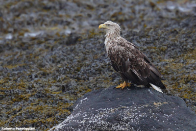 Haliaeetus  albicilla (withe tailed eagle - aquila di mare)