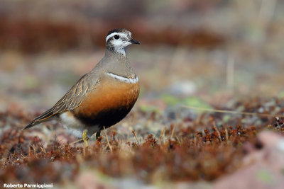 Eudromias morinellus (dotterel -  piviere tortolino)