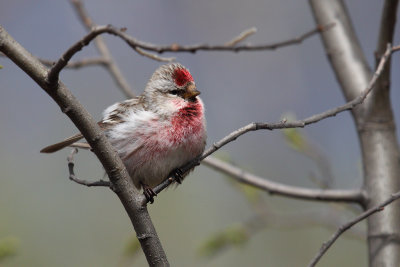 Carduelis flammea (common redpoll - organetto)