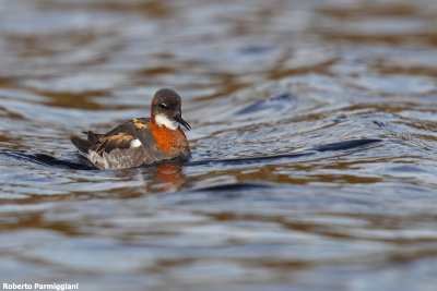 Phalaropus lobatus (red necked phalarope - falaropo beccosottile)