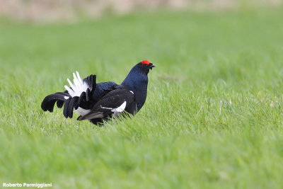 Lyrurus tetrix (black grouse - fagiano di monte)