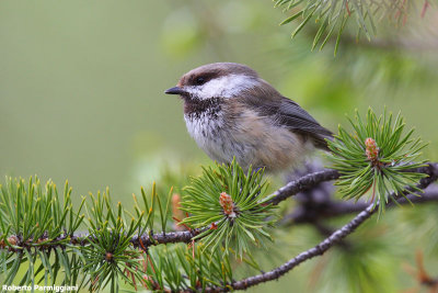 Poecile cinctus (siberian tit - cincia siberiana)