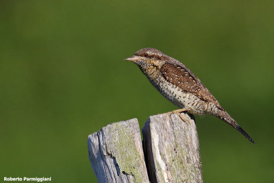 Jynx torquilla ( wryneck - torcicollo