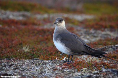 Stercorarius parasiticus (arctic skua - labbo)