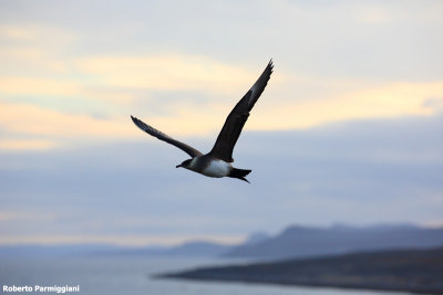 Stercorarius parasiticus (arctic skua - labbo)