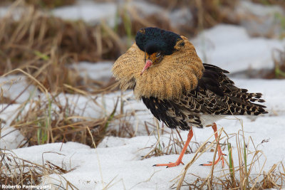 Philomachus pugnax (ruff - combattente)