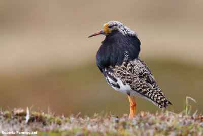 Philomachus pugnax (ruff - combattente)