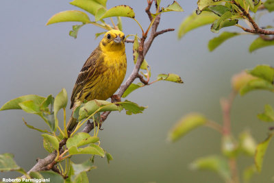 Emberiza citrinella (Yellow bunting-Zigolo giallo)