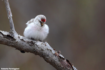 Carduelis hornemanni (artic redpoll - organetto artico)