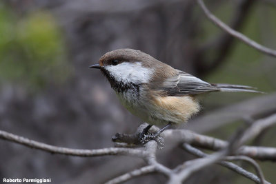 Poecile cinctus (siberian tit - cincia siberiana)