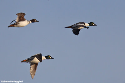 Bucephala clangula (godeneye - quattrocchi)