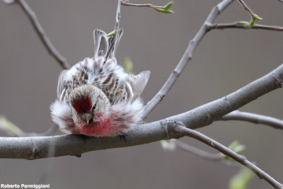 Carduelis flammea (common redpoll - organetto)