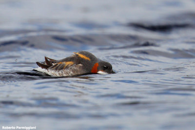 Phalaropus lobatus (red necked phalarope - falaropo beccosottile)