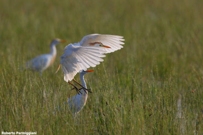 Bubulcus ibis (cattle egret - airone guardabuoi)