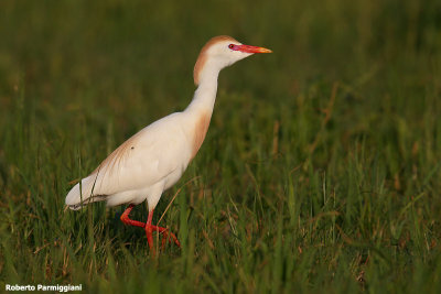 Bubulcus ibis (cattle egret - airone guardabuoi)