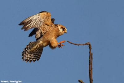 Falco vespertinus(Red-footed falcon-Falco cuculo)