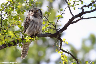 Surnia ulula (hawk owl - ulula)