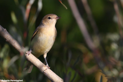 Sylvia borin (garden warbler - beccafico)