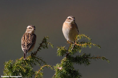 Saxicola rubetra (whinchat-stiaccino)