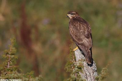 Buteo buteo (Common buzzard-Poiana)