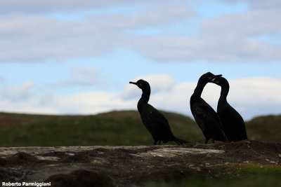 Phalacrocorax aristotelis (marangone dal ciuffo - shag)