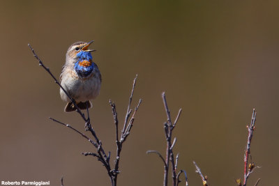 Luscinia svecica (bluethroat - pettazzurro)