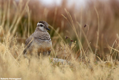 Eudromias morinellus (dotterel - piviere tortolino)