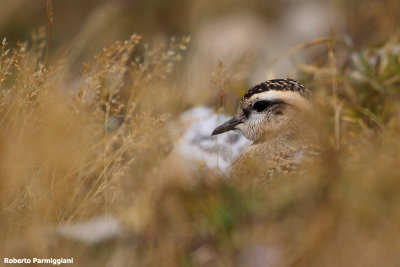 Eudromias morinellus (dotterel - piviere tortolino)