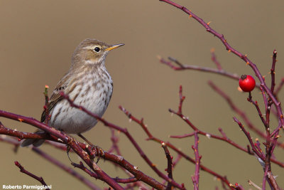 Anthus spinoletta (water pipit-spioncello)