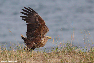 Haliaeetus albicilla (withe tailed eagle - aquila di mare)