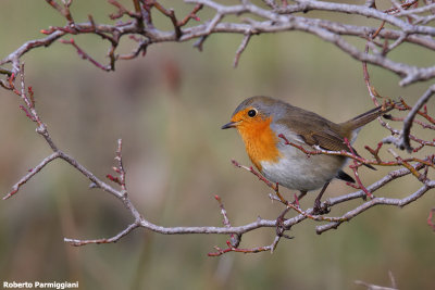 Erithacus rubecula (robin-pettirosso)