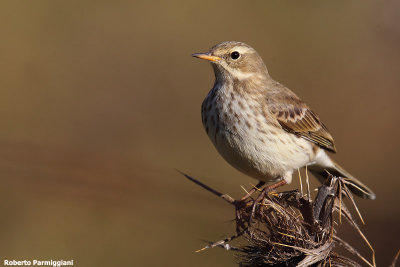 Anthus spinoletta (water pipit-spioncello)