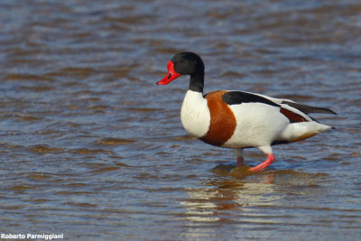 Tadorna tadorna (shelduck - volpoca)