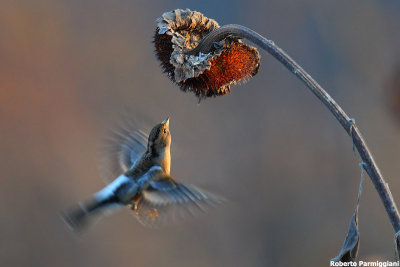 Fringilla montifringilla (brambling-peppola)