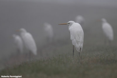 Egretta alba (great white heron-airone bianco maggiore)