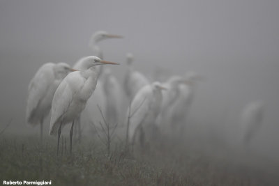 Egretta alba (great white heron-airone bianco maggiore)