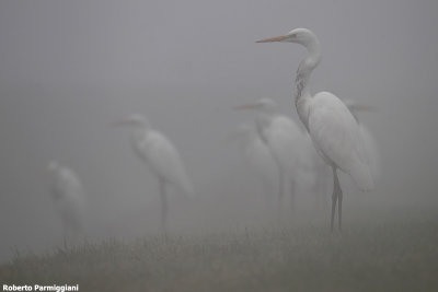 Egretta alba (great white heron-airone bianco maggiore)