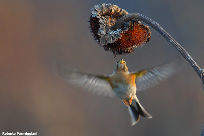 Fringilla montifringilla (brambling-peppola)