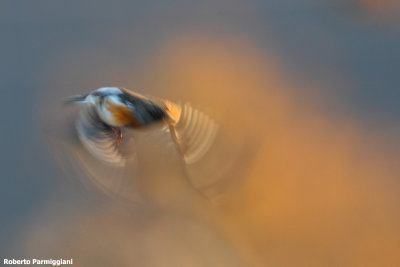 Fringilla montifringilla (brambling-peppola)