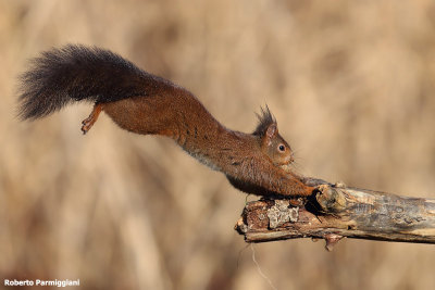 Sciurus vulgaris (red squirrel - scoiattolo rosso