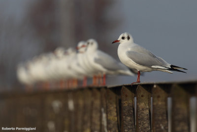 Larus ridibundus (black headed gull-gabbiano comune)